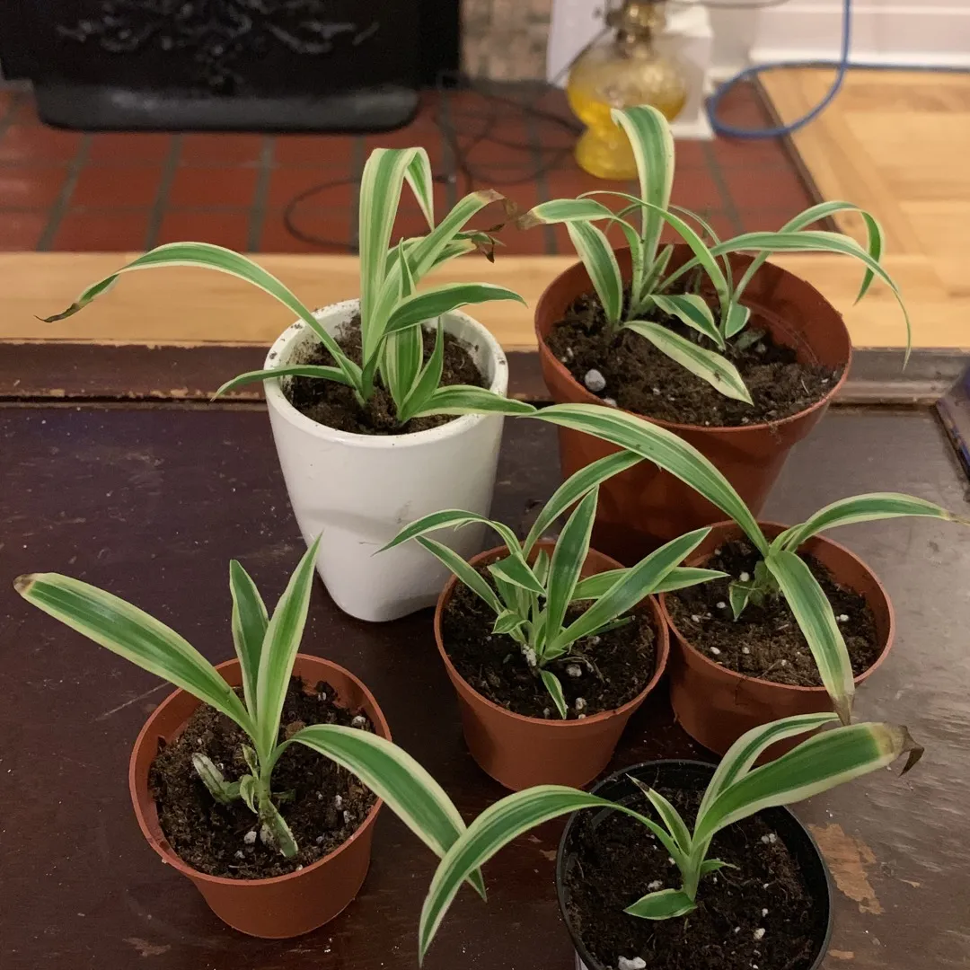Spider Plant Babies!! 🌱 photo 1