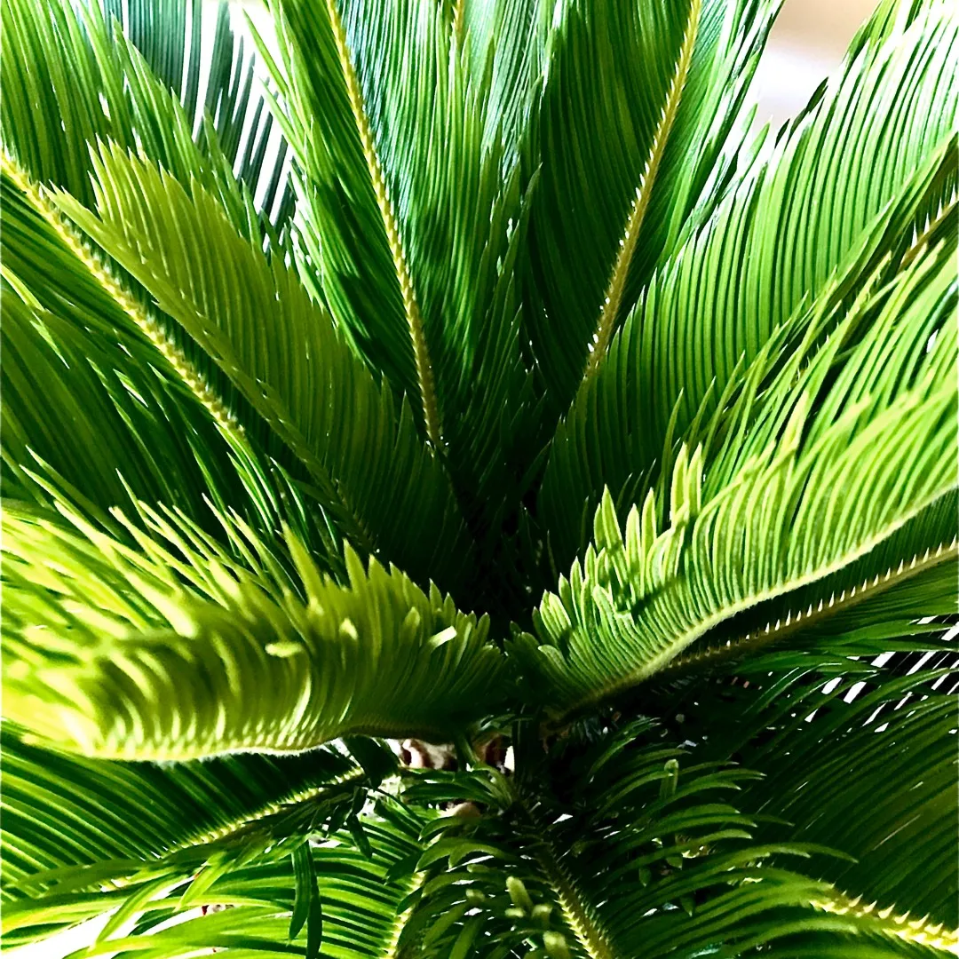 Sago Palm 🏝💕 Plant photo 3