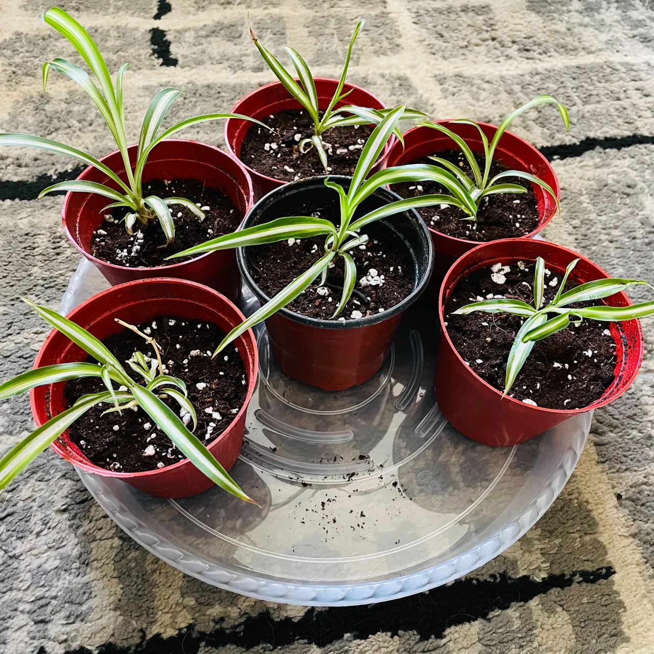 Very healthy Spider Plants for trade photo 6