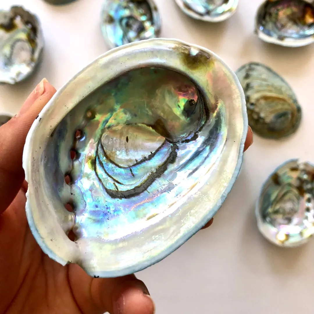 Abalone Shells photo 3