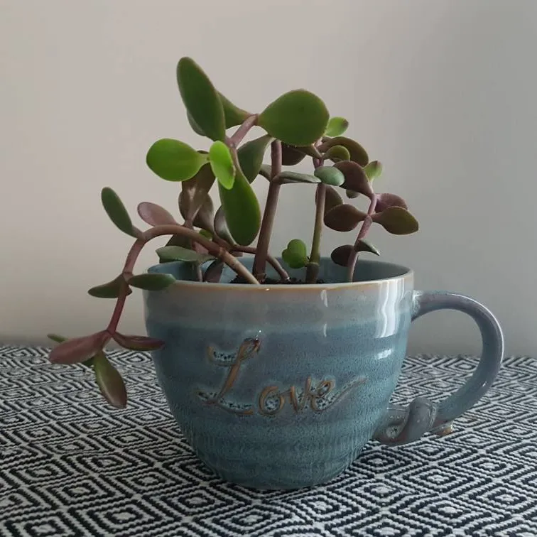 Jade Cuttings In Handmade Ceramic Mug photo 1
