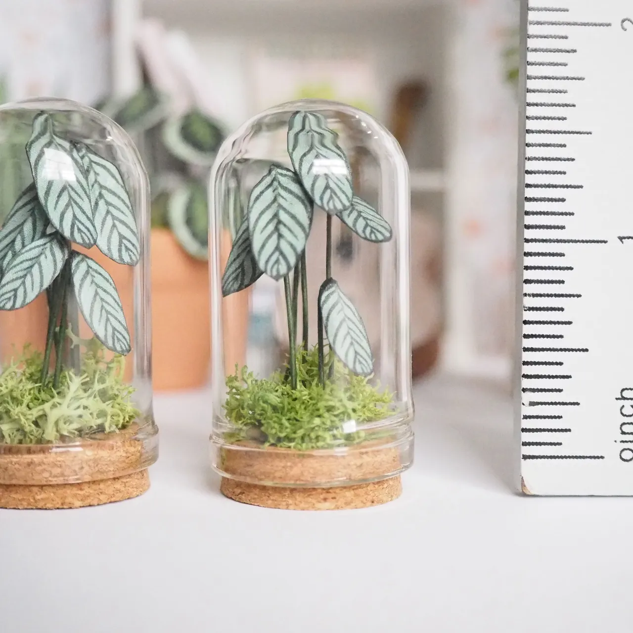 Miniature Prayer Plant in Glass Cloche photo 4