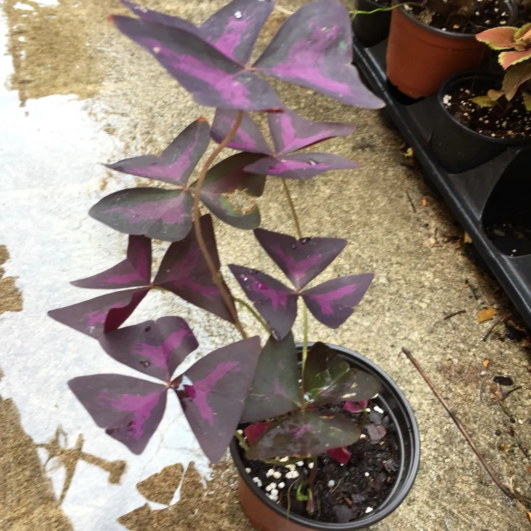 Oxalis Rare Plant, Easy To Grow photo 1