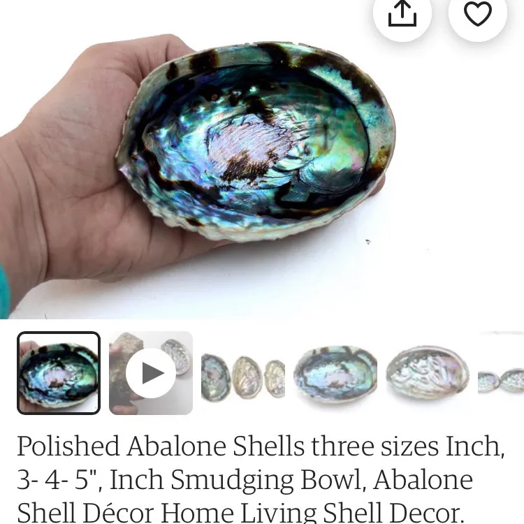 Abalone Shells photo 8