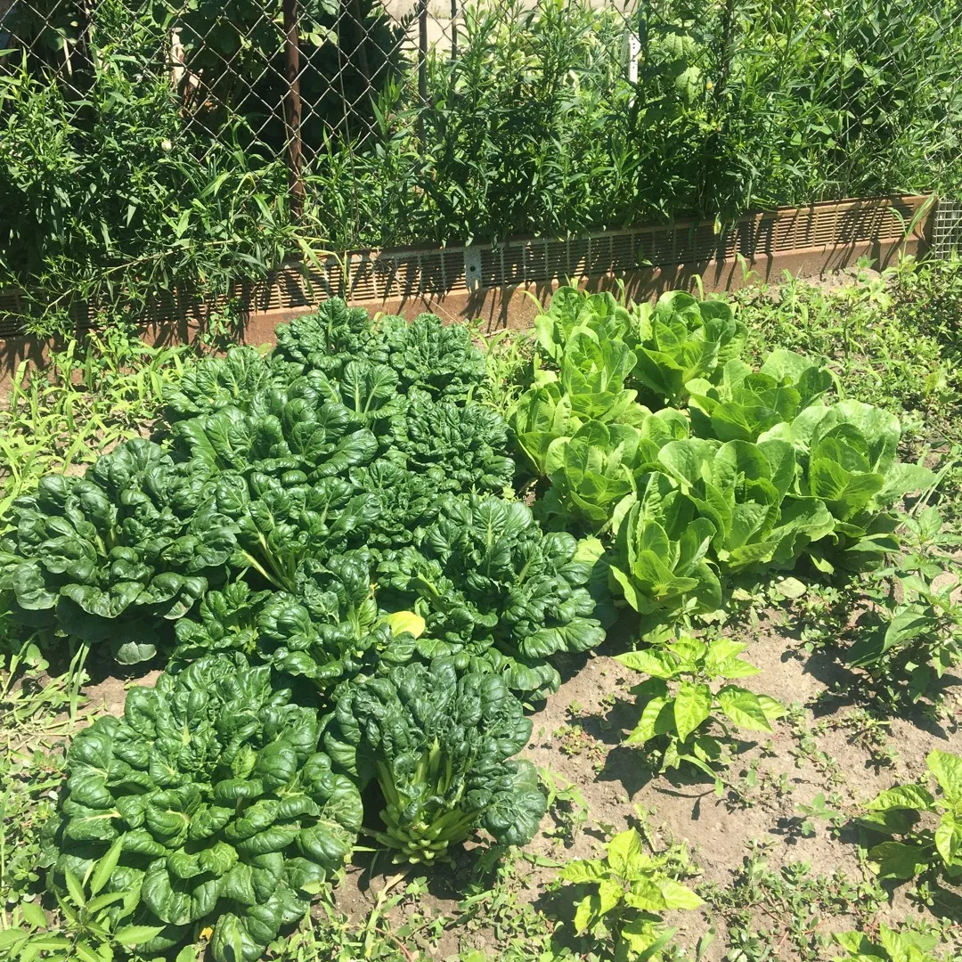 Garden Grown Organic Baby Bok Choi & Lettuce photo 1