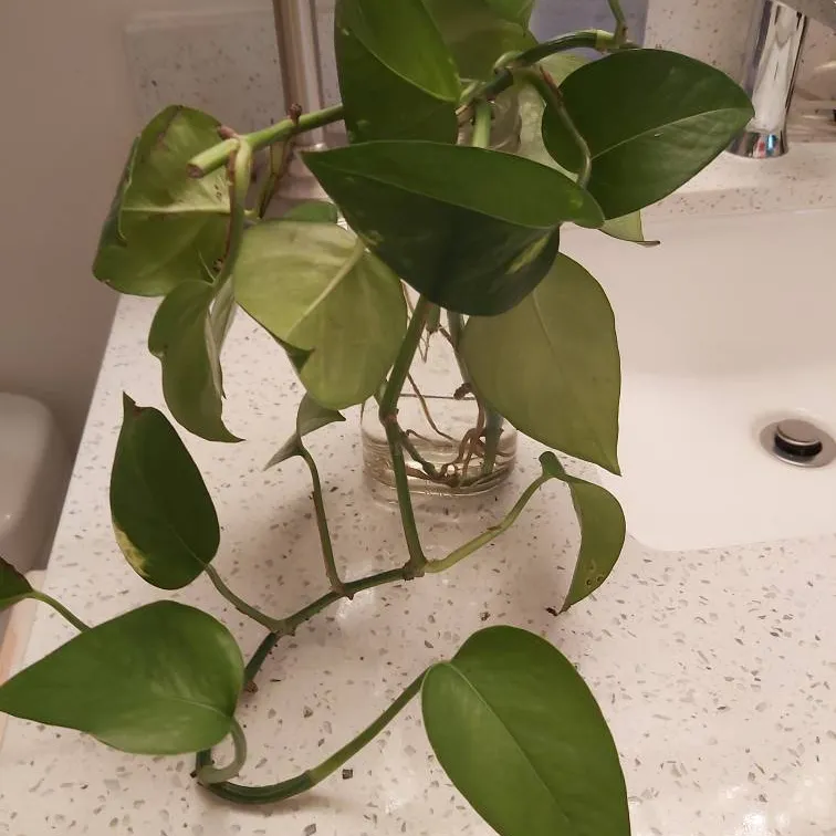 Take A Leaf Of Faith With This Pothos! photo 1