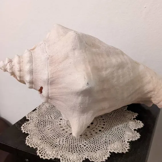 Large Conch photo 3