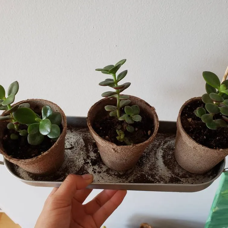 🌿Jade Babies - Repotted photo 3