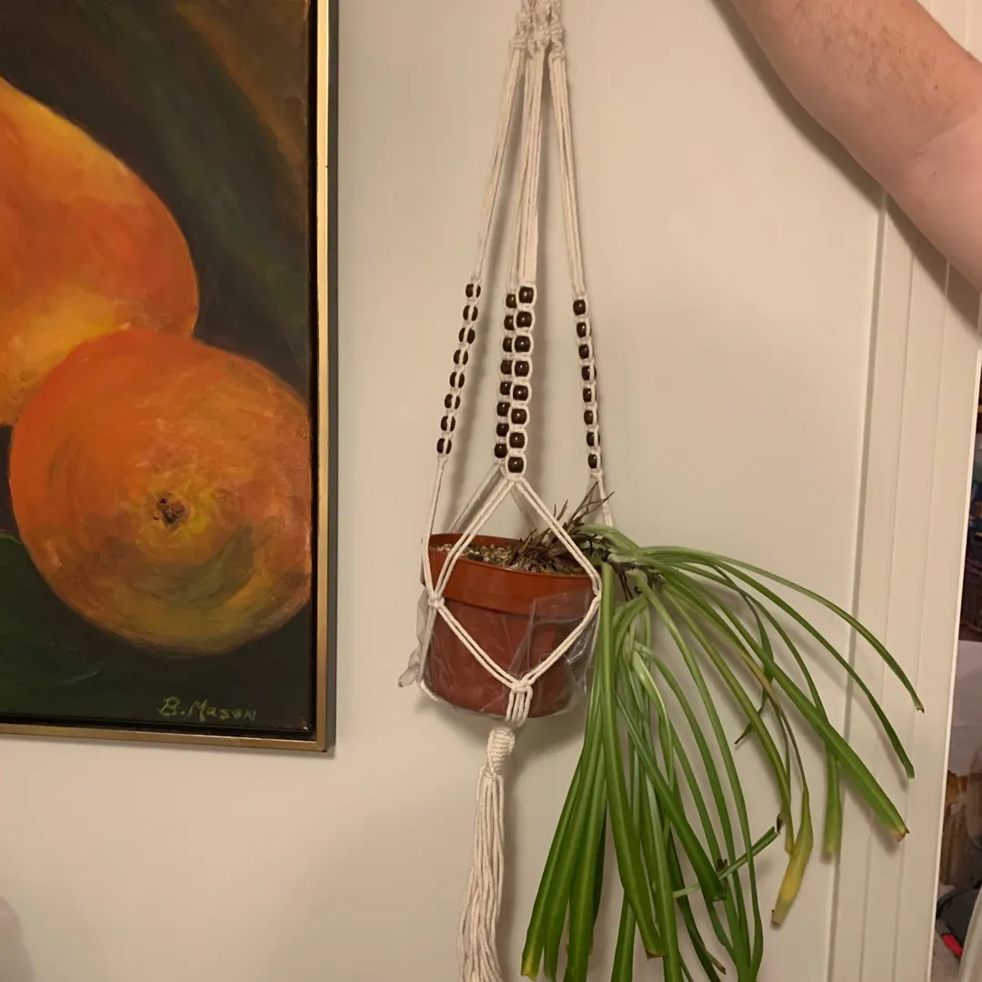 Spider Plant with Macrame Hanger photo 1