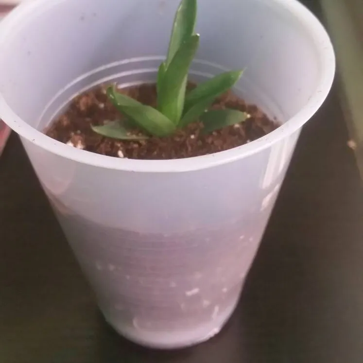 Baby Succulent! photo 1