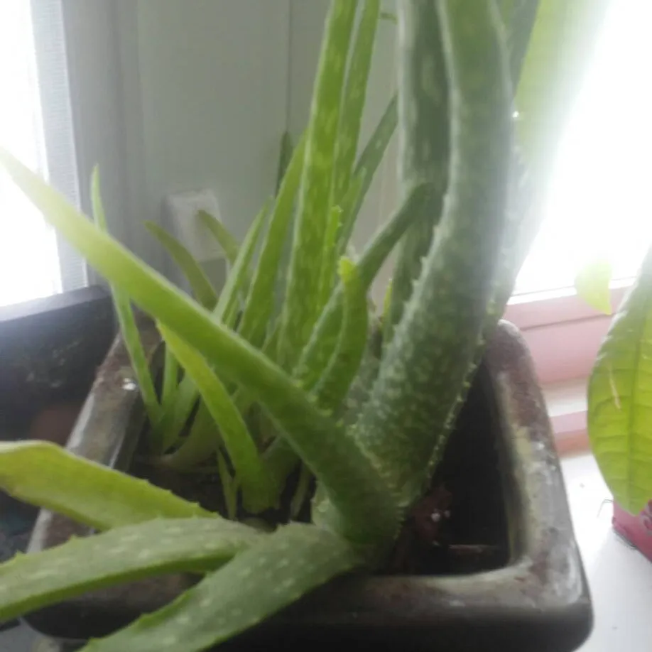 Aloe plant photo 1