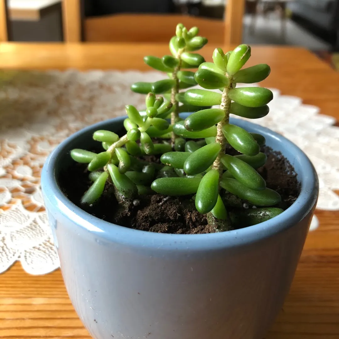 Small Succulent, Blue Pot 🌱 photo 1