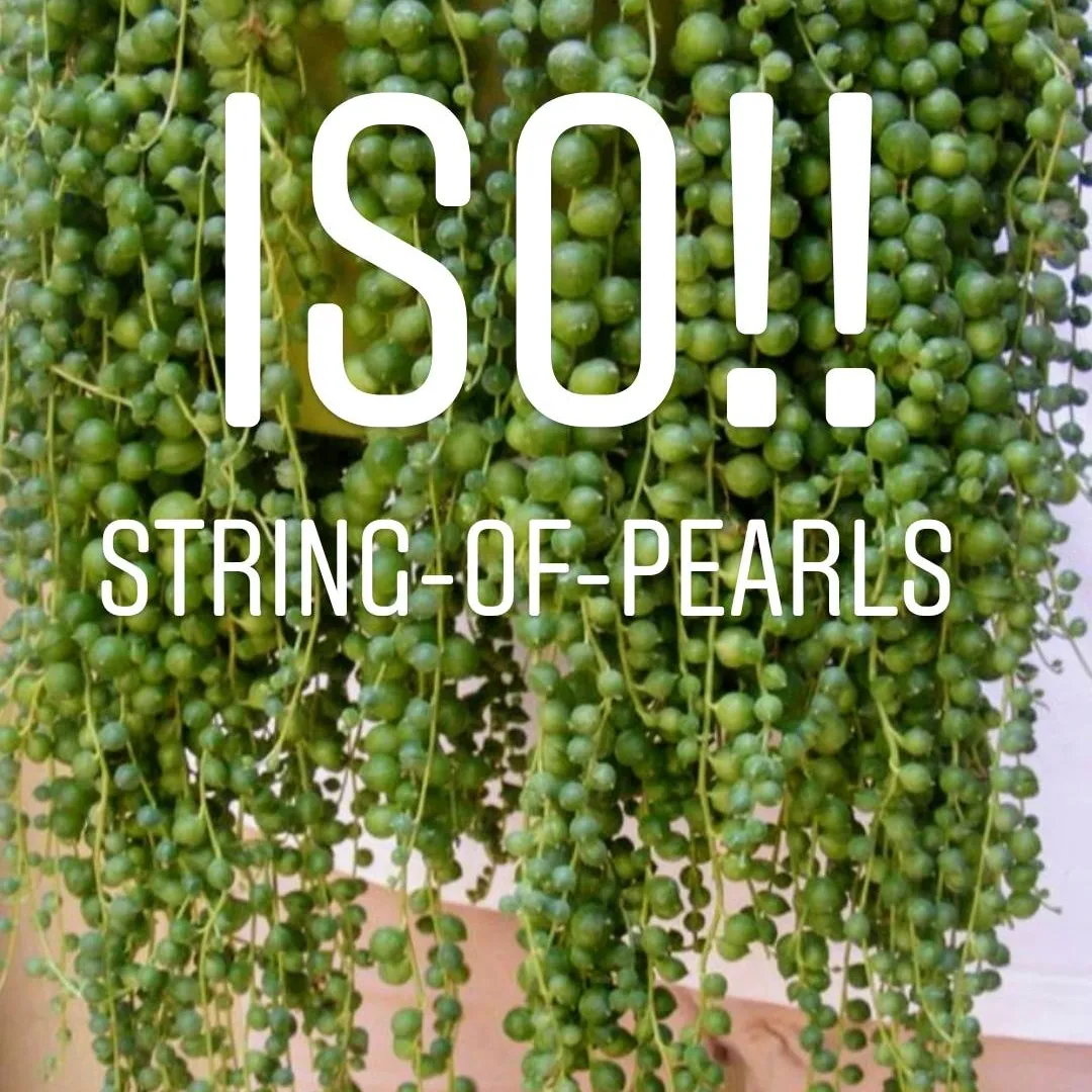 ISO String Of Pearls photo 1