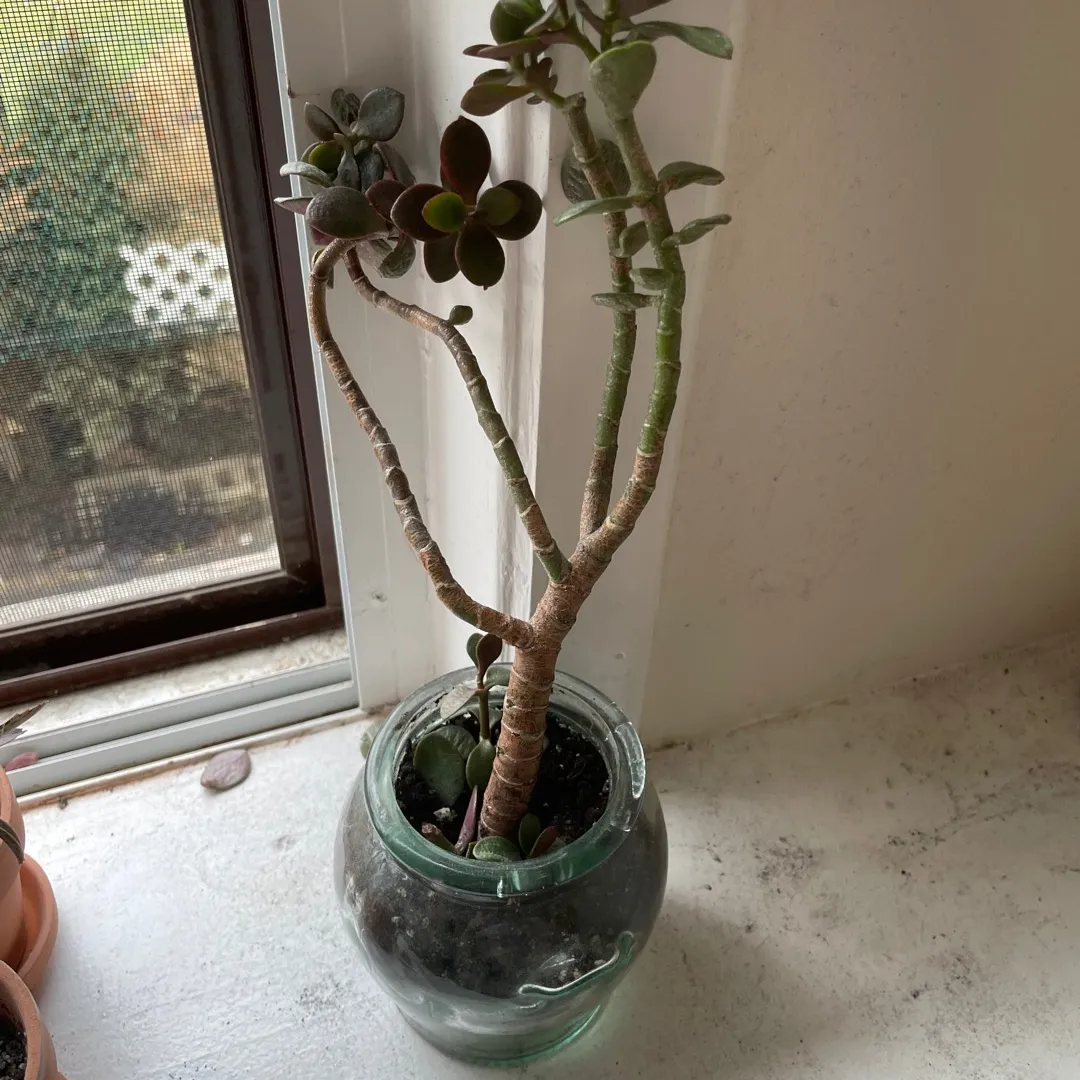 Sad Jade Plant photo 1