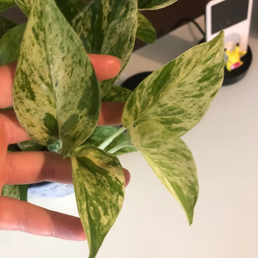 Marble Queen Pothos Cuttings photo 1