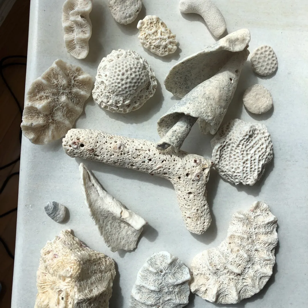 Assorted Coral from Mexico — 1999 photo 1