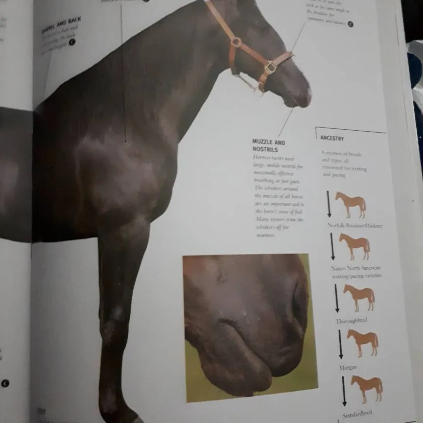 horse books photo 5