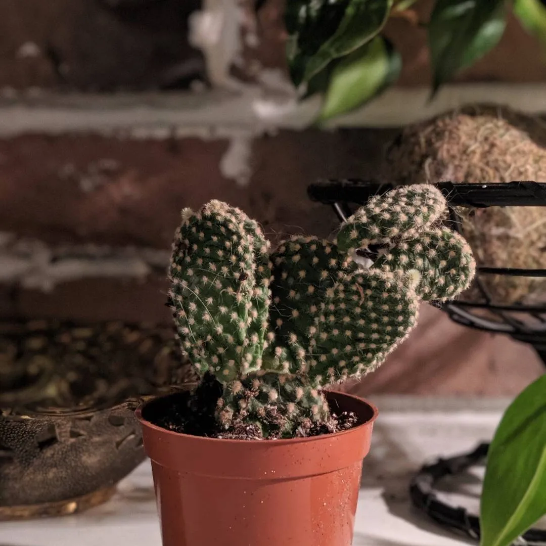 Small Bunny Ear Cactus 🌵 photo 1