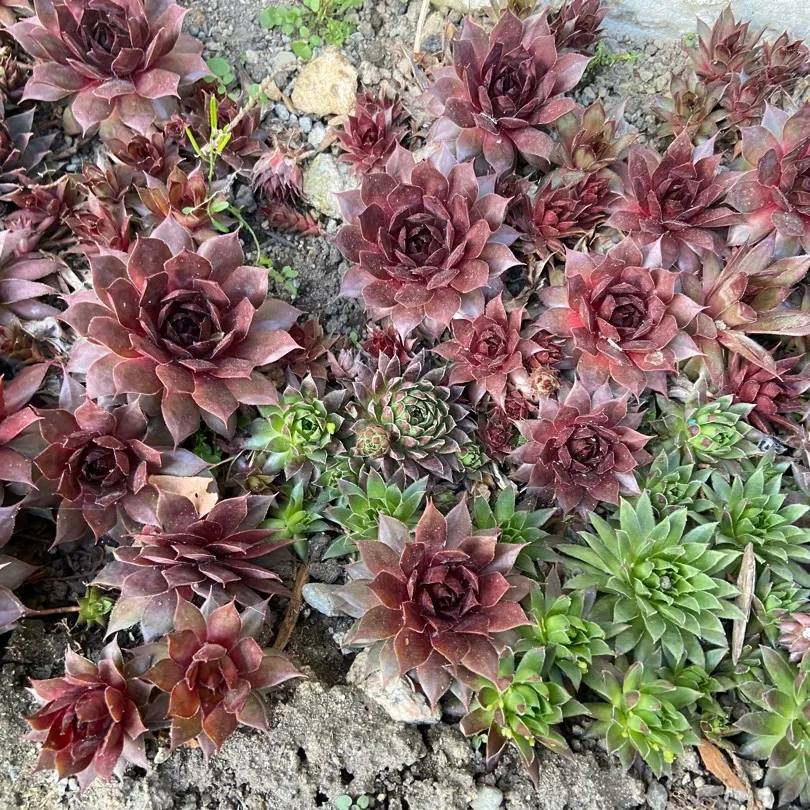 Hens and Chicks photo 1