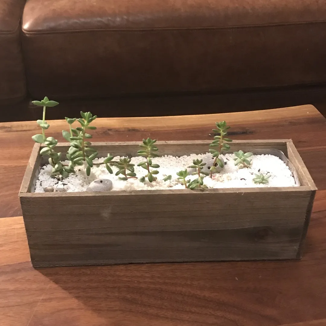 Succulents In Wooden Container photo 1
