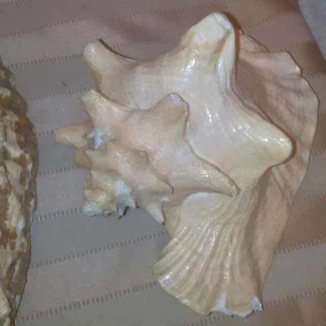 Tons Of Seashells and 2 Large Conches photo 4