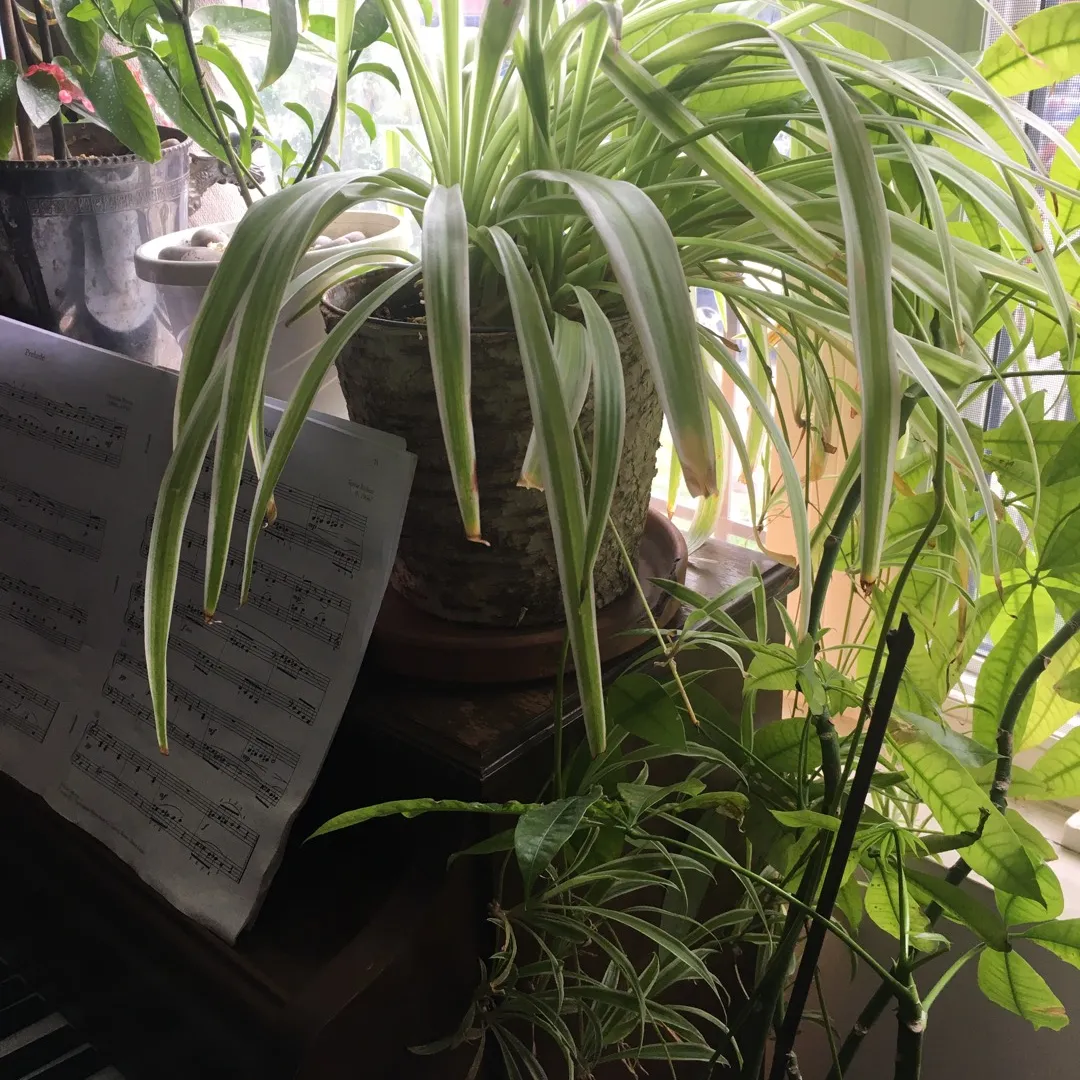 Spider Plants Cuttings photo 1