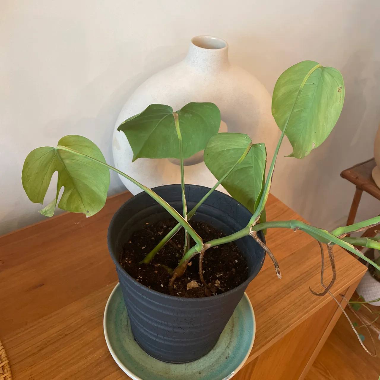 Potted monstera photo 4