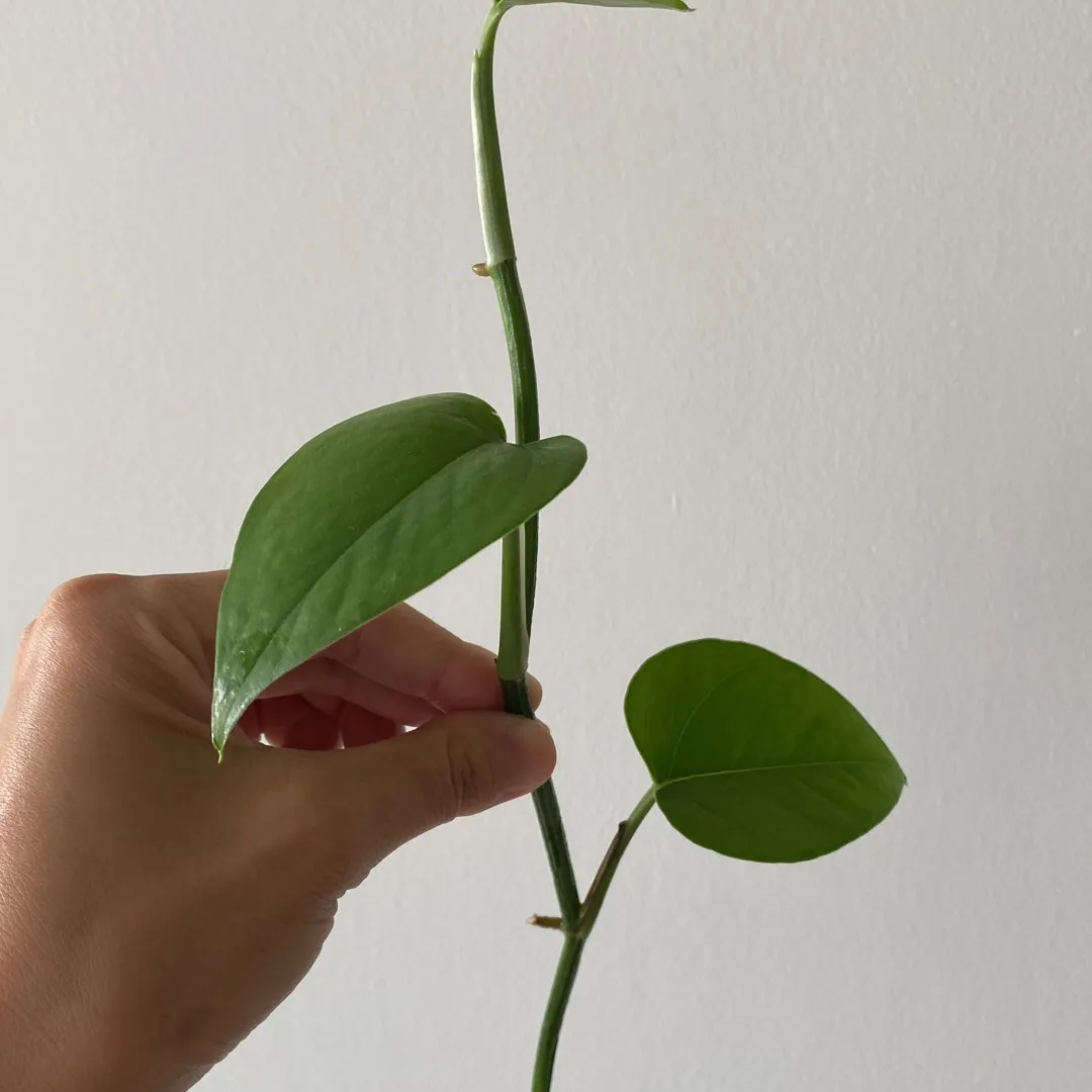 Variegated Pothos Cutting photo 1