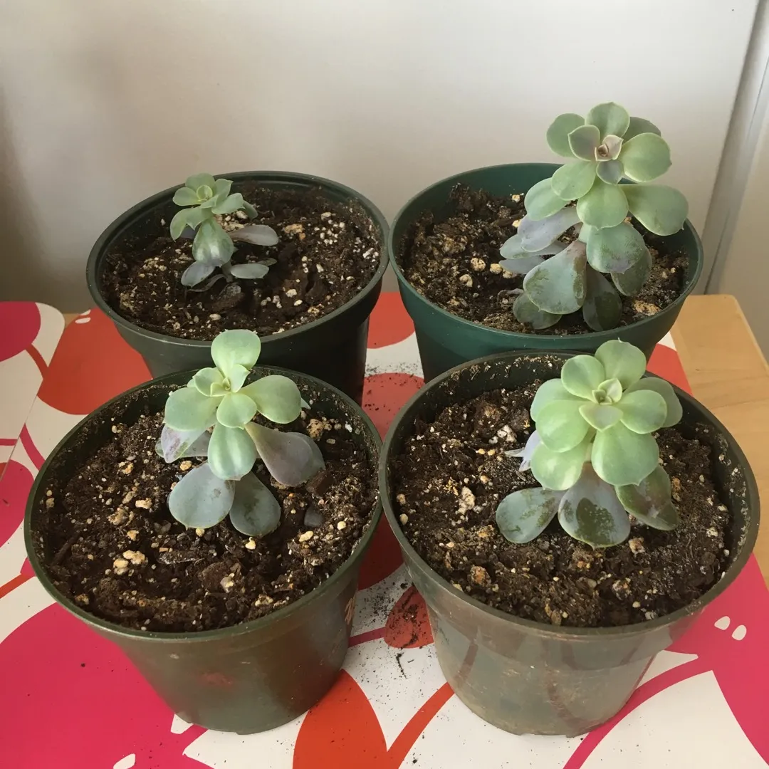 ALL PENDING - Succulents - Can Trade Separately photo 1