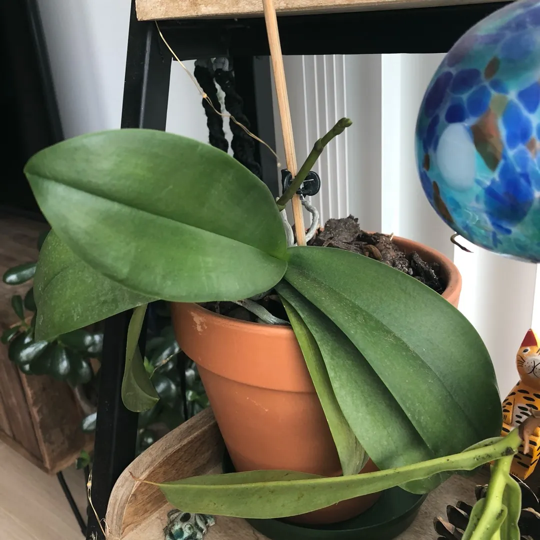 Orchid Medium Size photo 1
