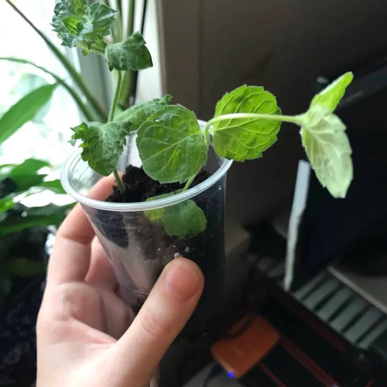 🌱 Baby Spearmint Plant 🌱 photo 1