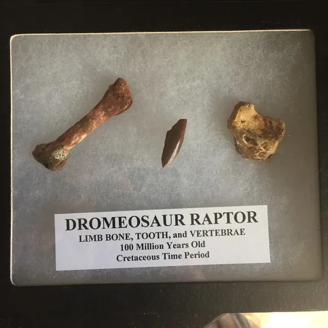 Raptor Fossils photo 1