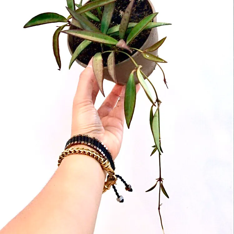 Hoya Kentia 🌿💚 Plant photo 1
