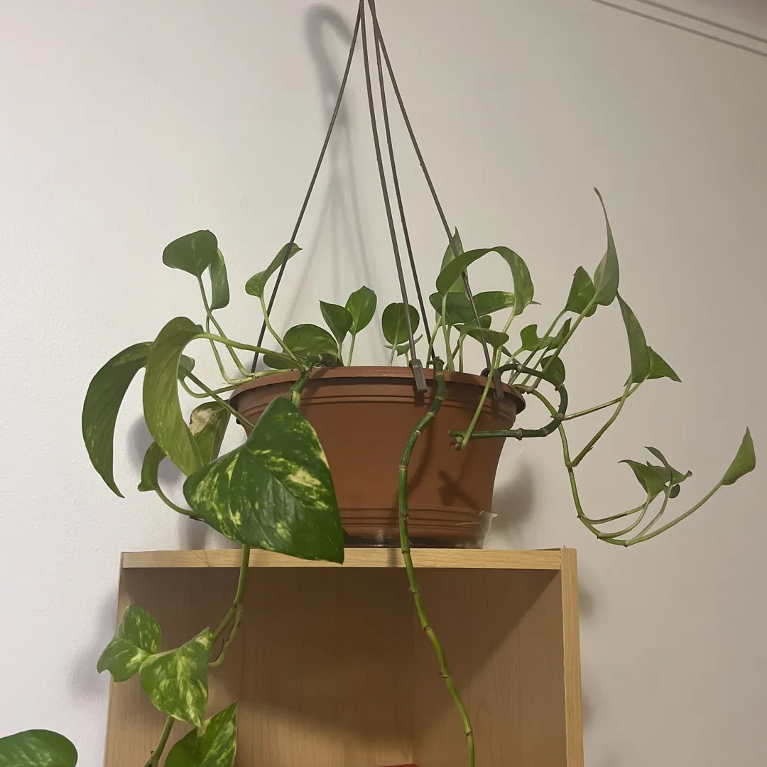 Marble Queen Pothos clippings photo 1