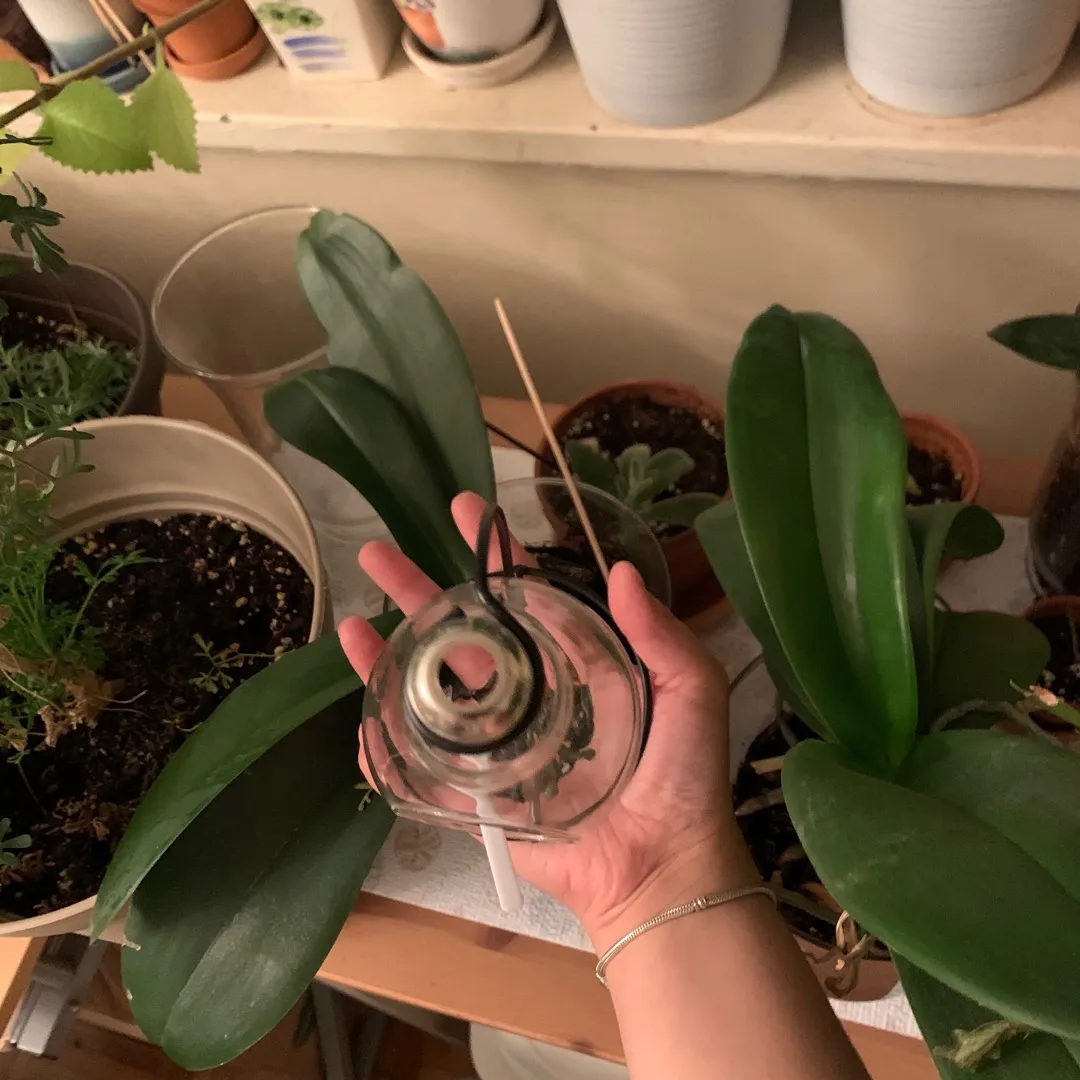 Light Bulb 💡 Plant Stand photo 3