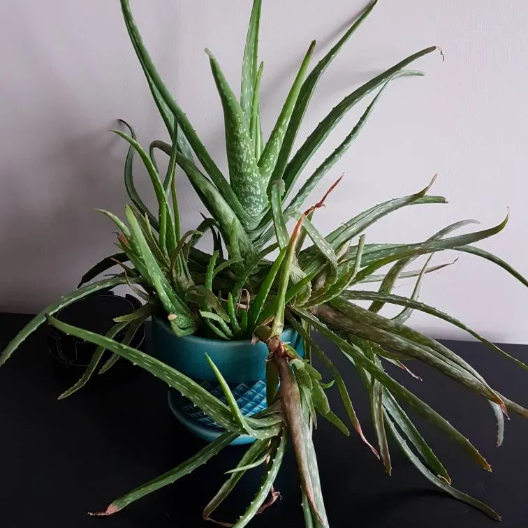 Aloe Plant In Blue Ceramic Pot photo 1