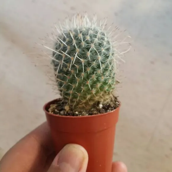 Cactus photo 3