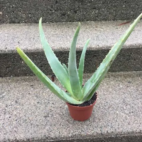 Thick Healthy Aloe Vera Plants photo 1