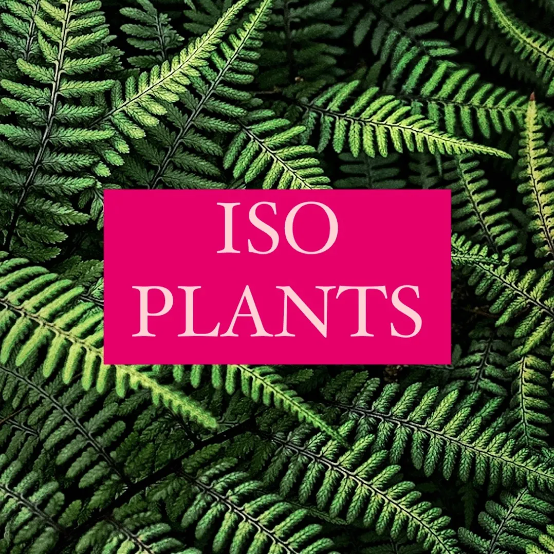 ISO Plants photo 1