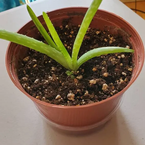 ⚛️ Mini Aloe Plant photo 1