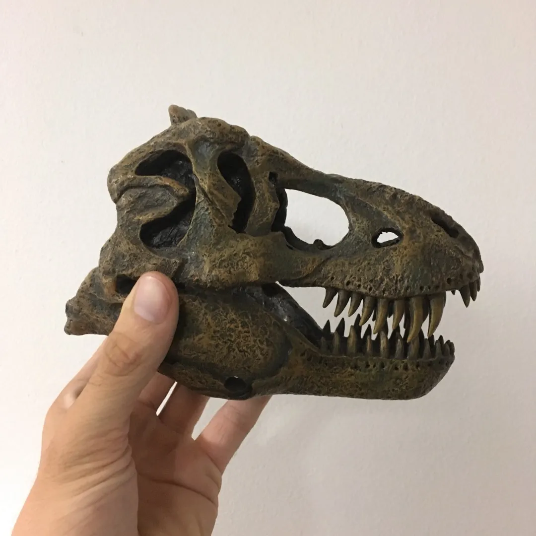 Dinosaur Skull photo 1