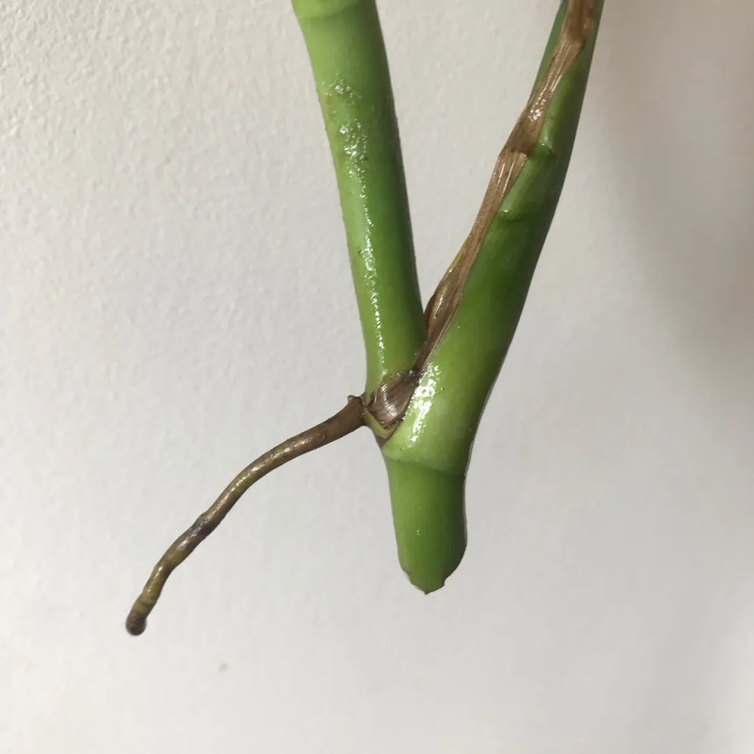 Monstera Deliciosa 🌿💕 Plant Cutting photo 3