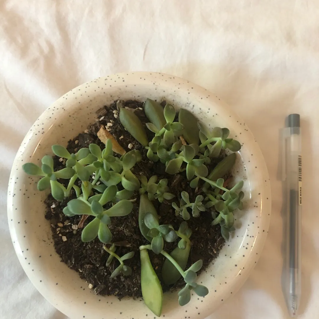 Bowl Of Succulents photo 1