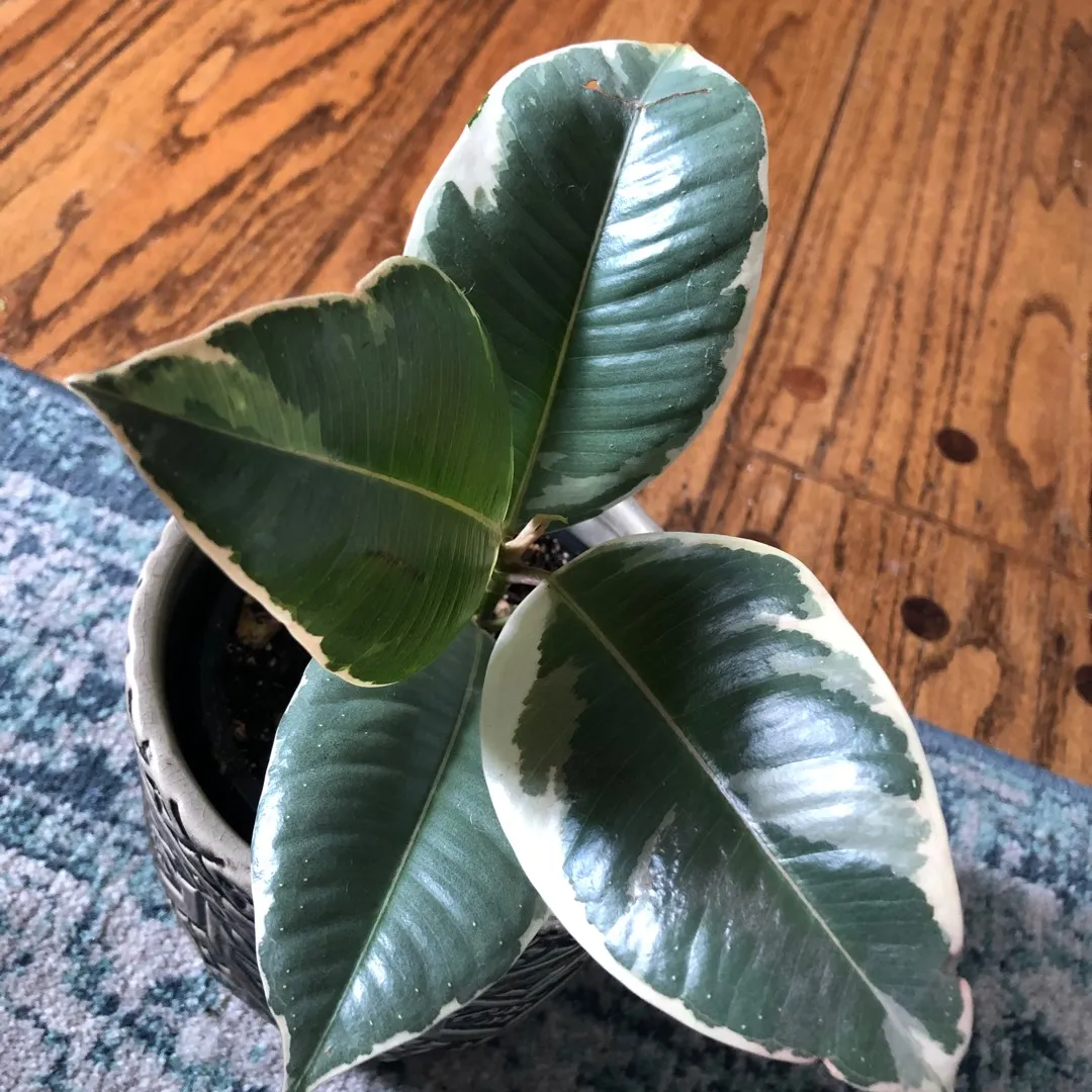 Variegated Rubber Tree Plant photo 3