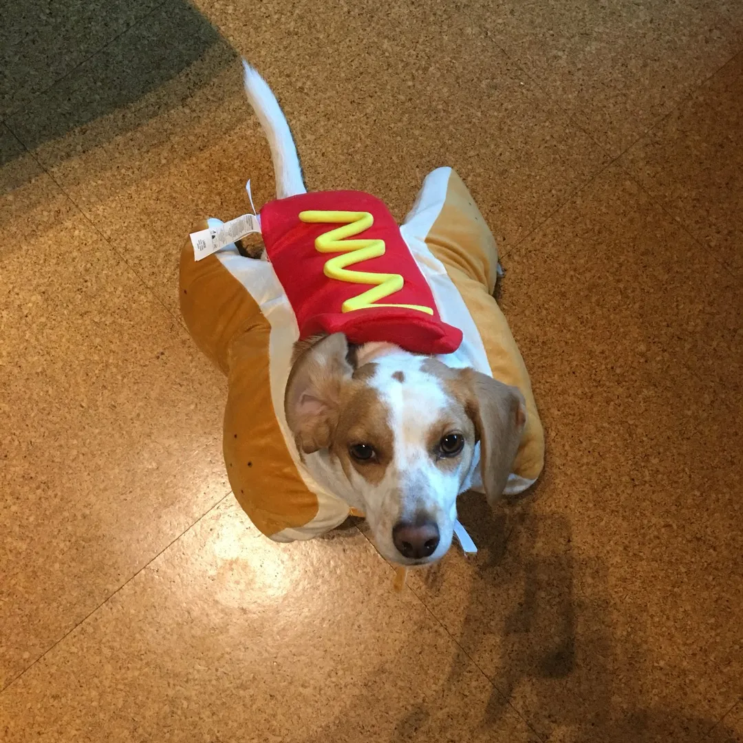 BNWT Hot Dog Costume photo 1