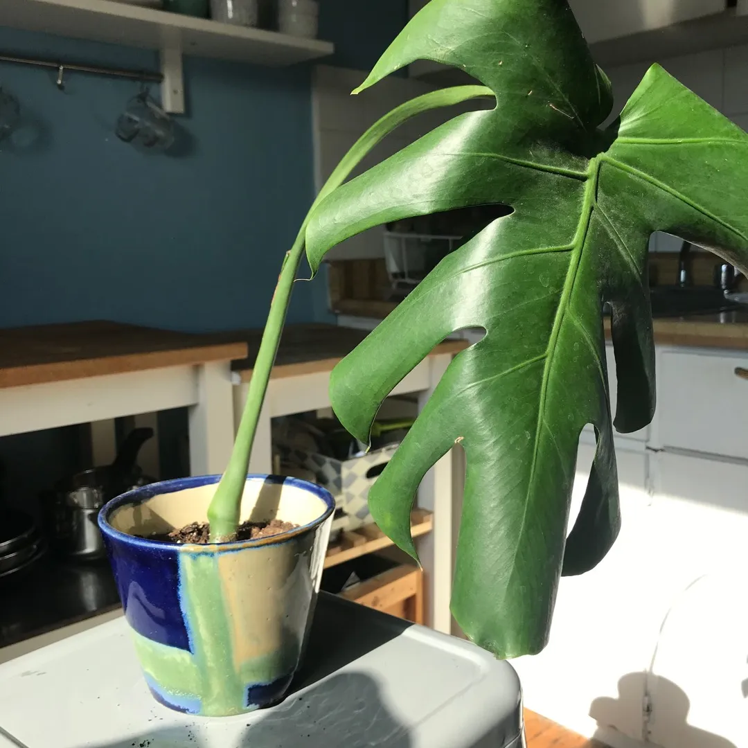 Monstera #6 (pot included) photo 1