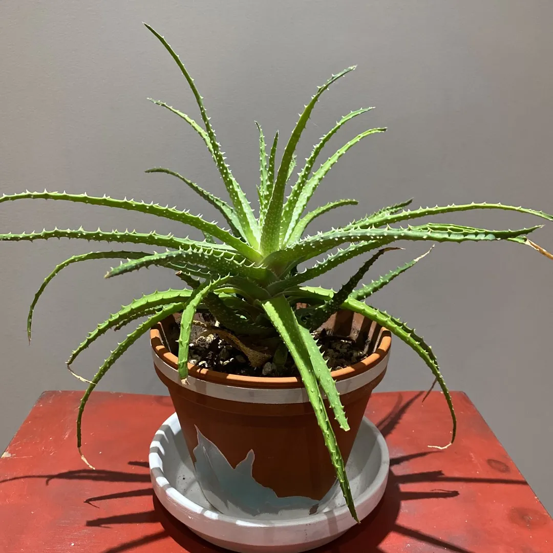 Large Aloe Plant photo 1