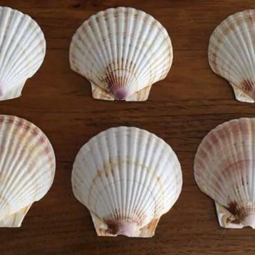 Japanese Baking Shells (x6) photo 4