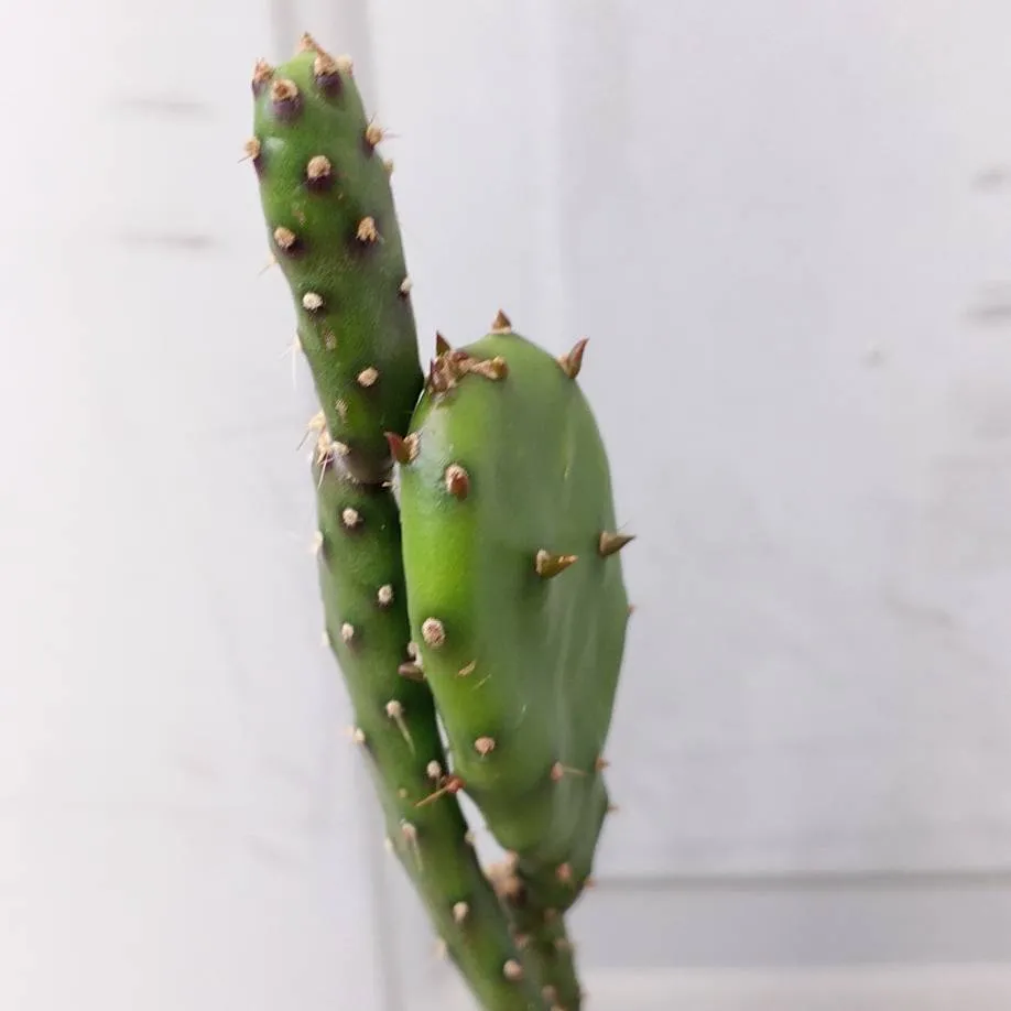 Cactus photo 5