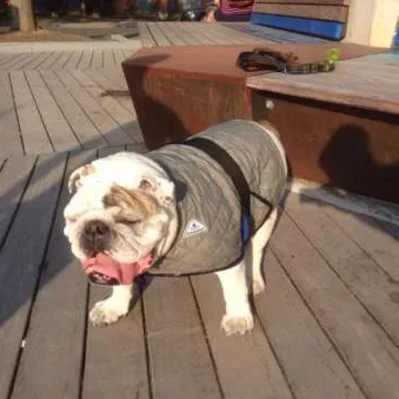 Dog Cooling Vests photo 1